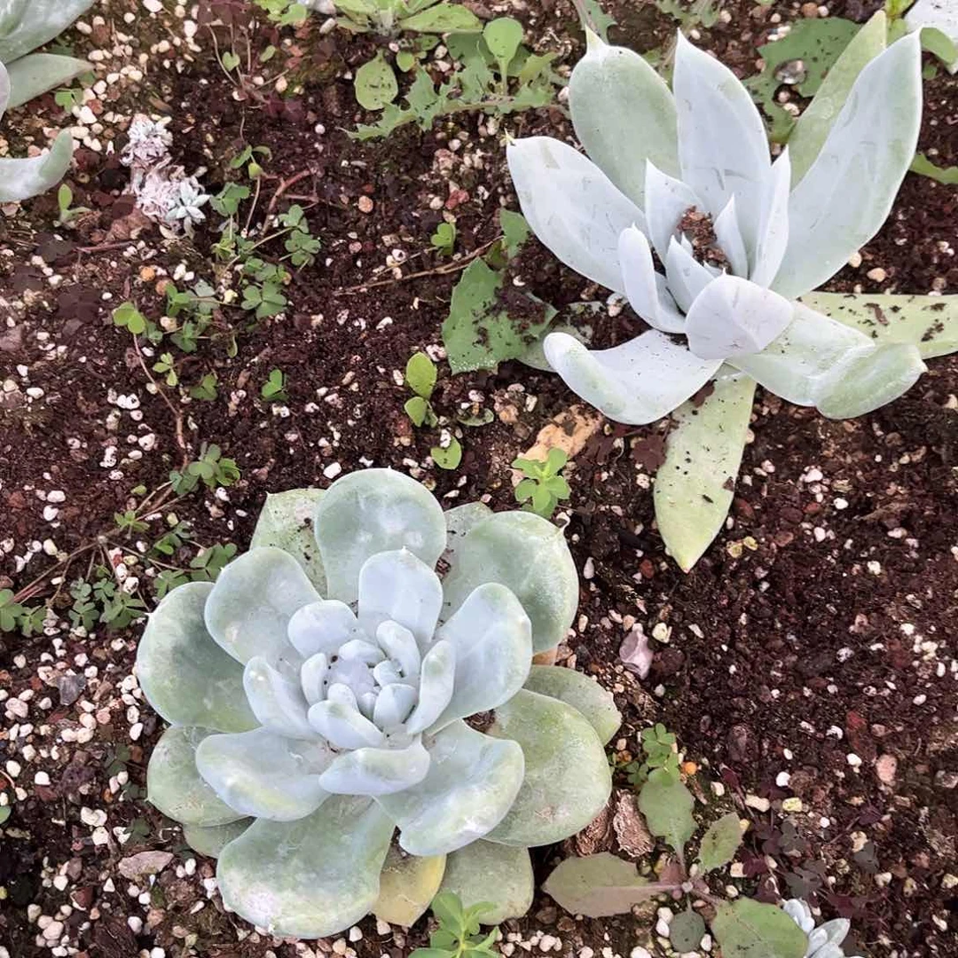 浅***唇6411帕翠啥仙女杯多肉