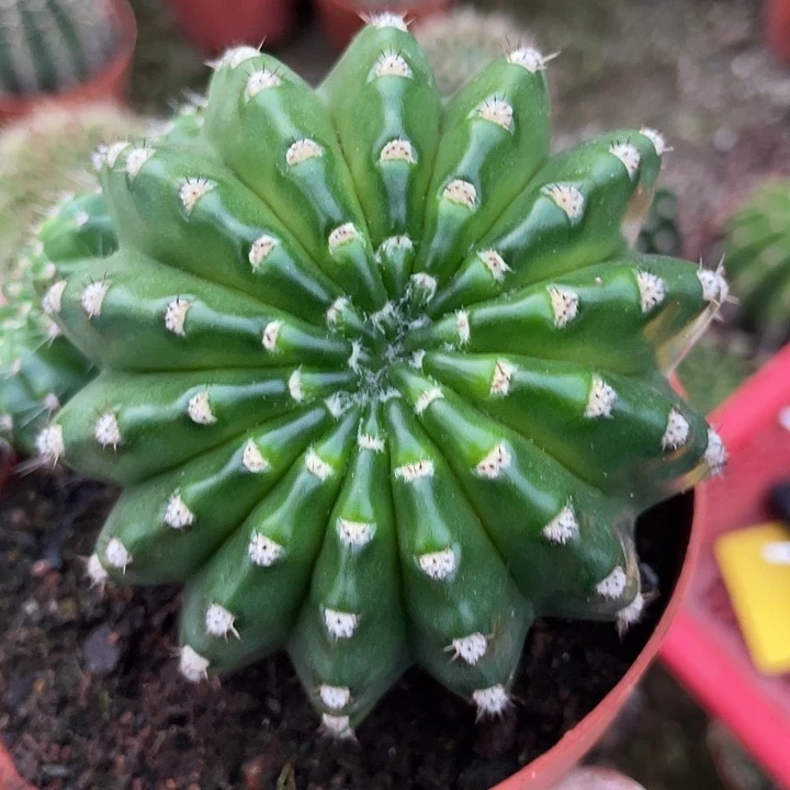 42号实生彩草油光发亮