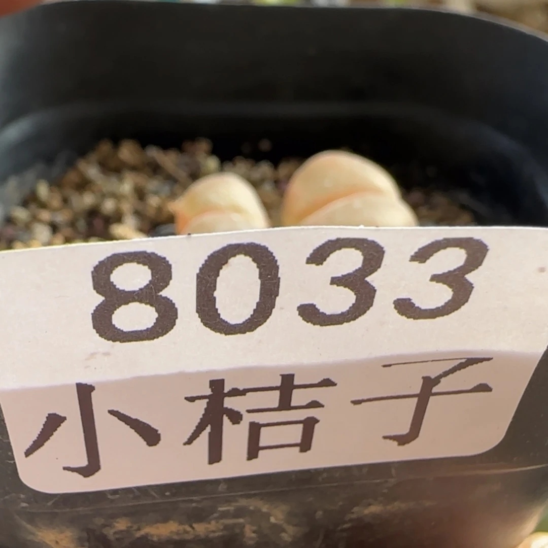 【闪购商品】紫**夏8033