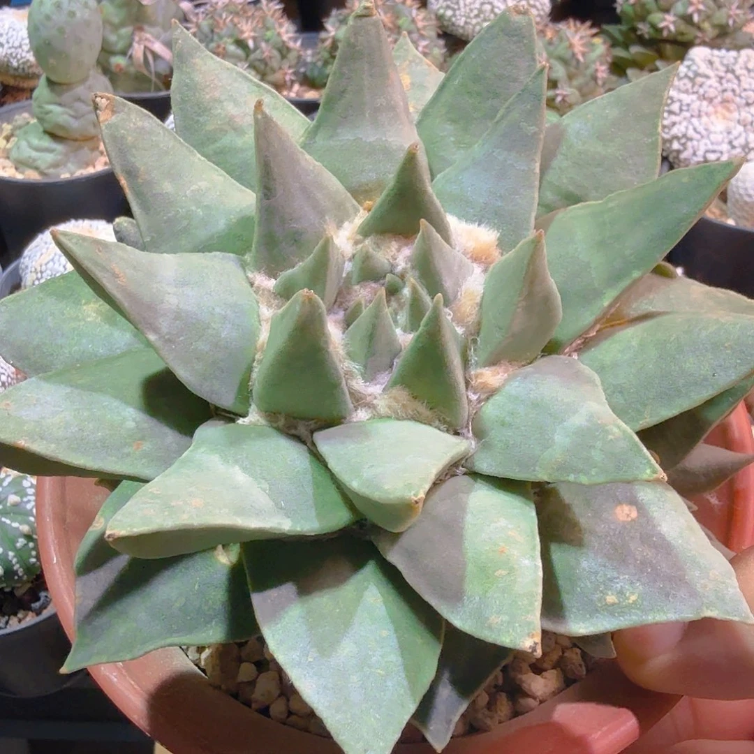 三角玉牡丹多肉植物