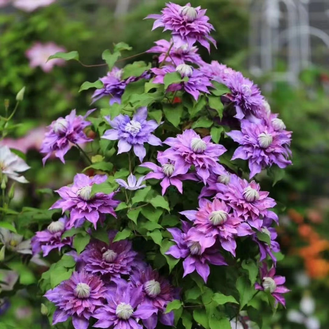 众秀园艺   铁线莲（魔法喷泉）庭院阳台花卉爆花铁线莲植物