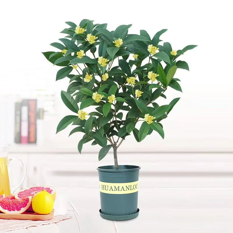 地栽盆栽桂花四季桂带盆发货四季开花好养耐冻适合庭院