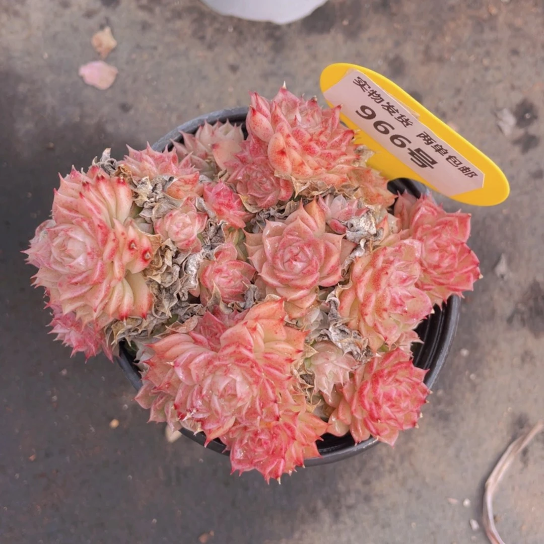 966号花朵脸粉麦秆群生一个不包整