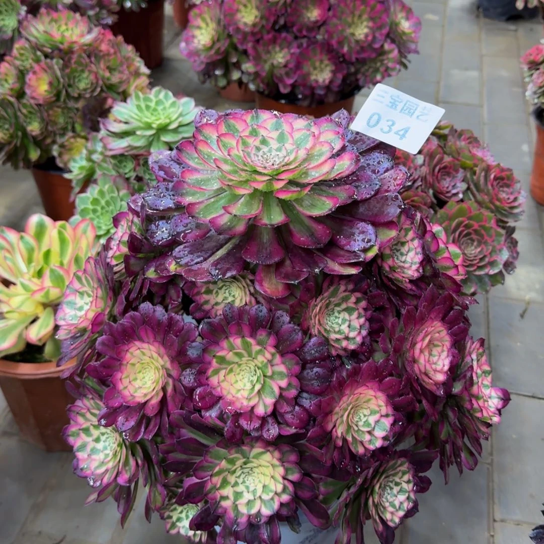 在**方多肉植物034红铜白