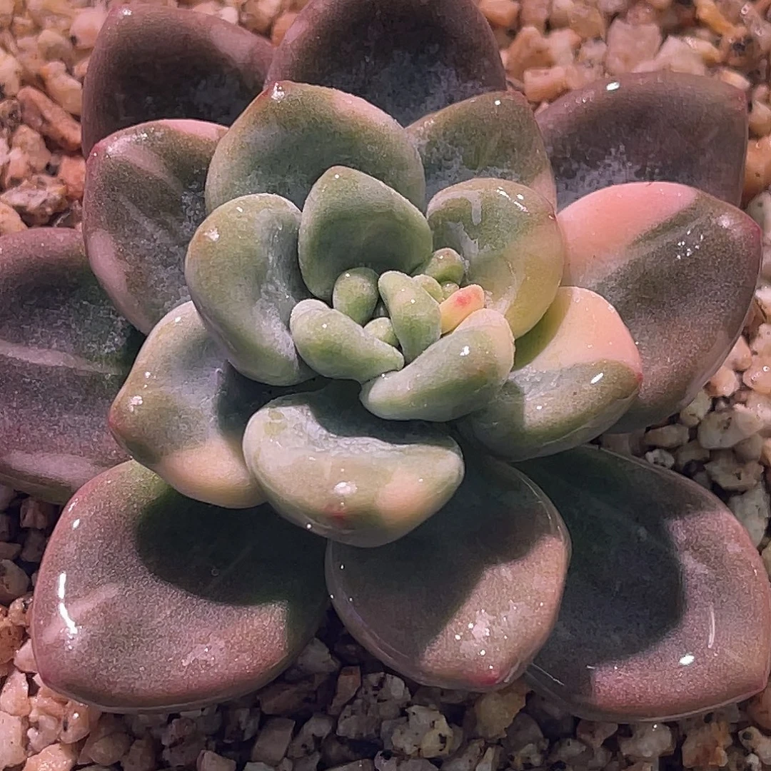 尚品园艺福利锦8378