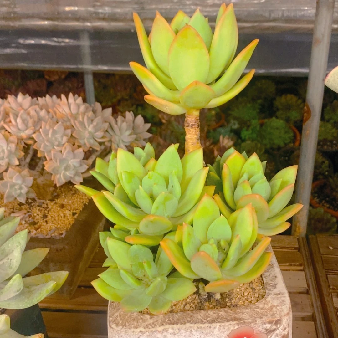 随***飞无花朵多肉植物肉肉植物