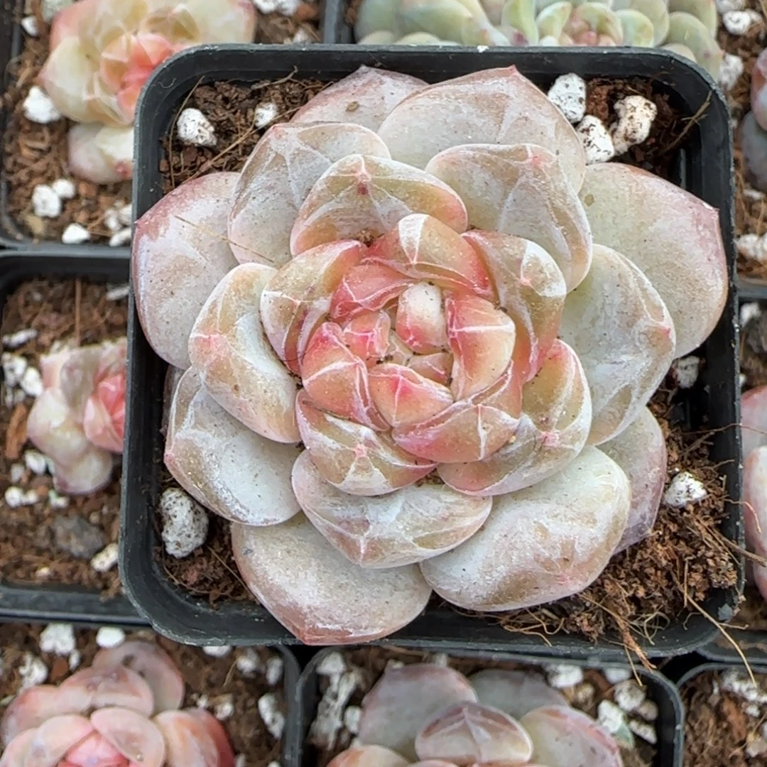 多肉小卡拉米糖心一物一拍