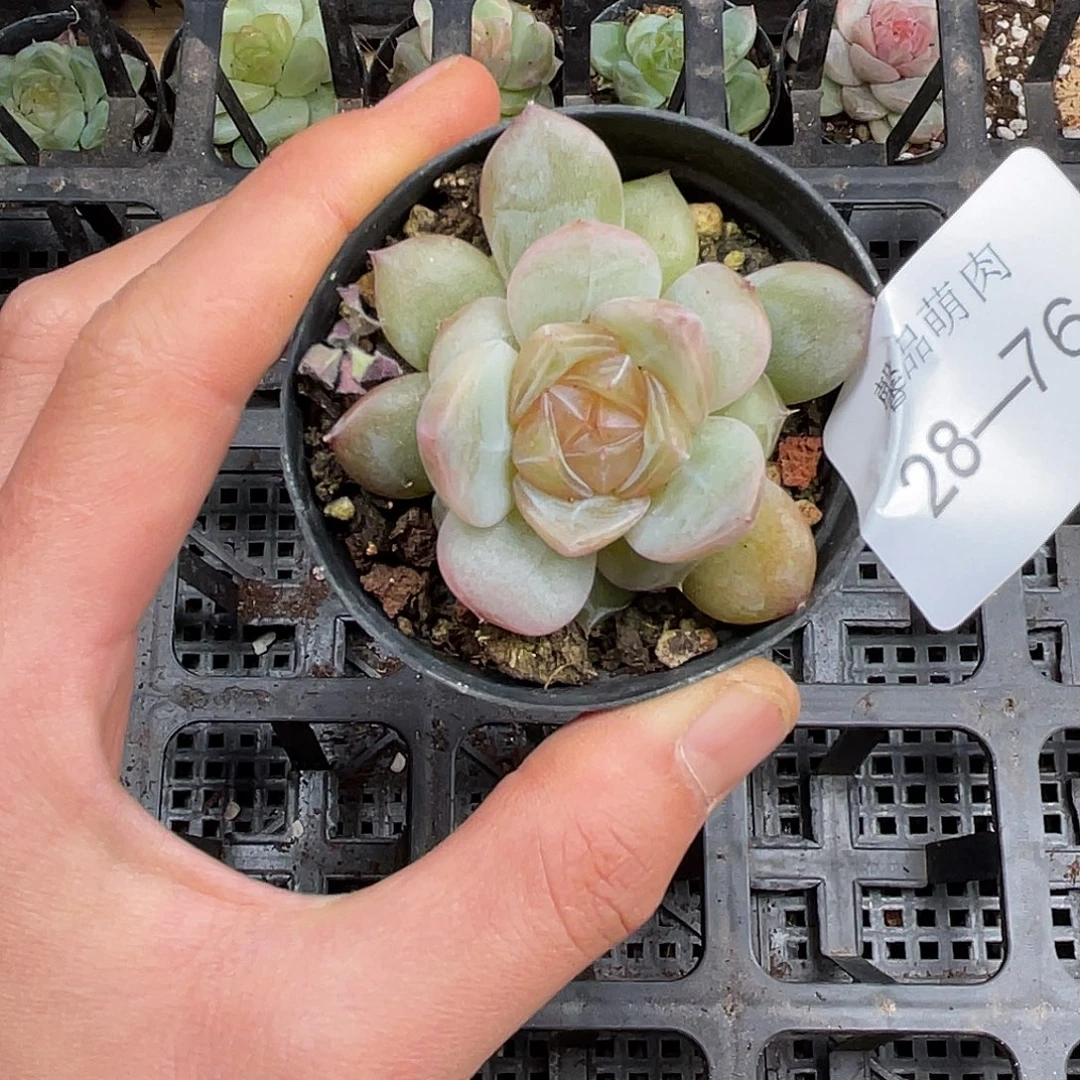 多肉一物一拍28-76