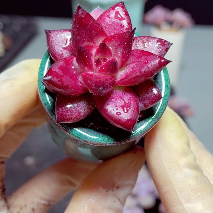 罗宾样品1颗带盆发货1