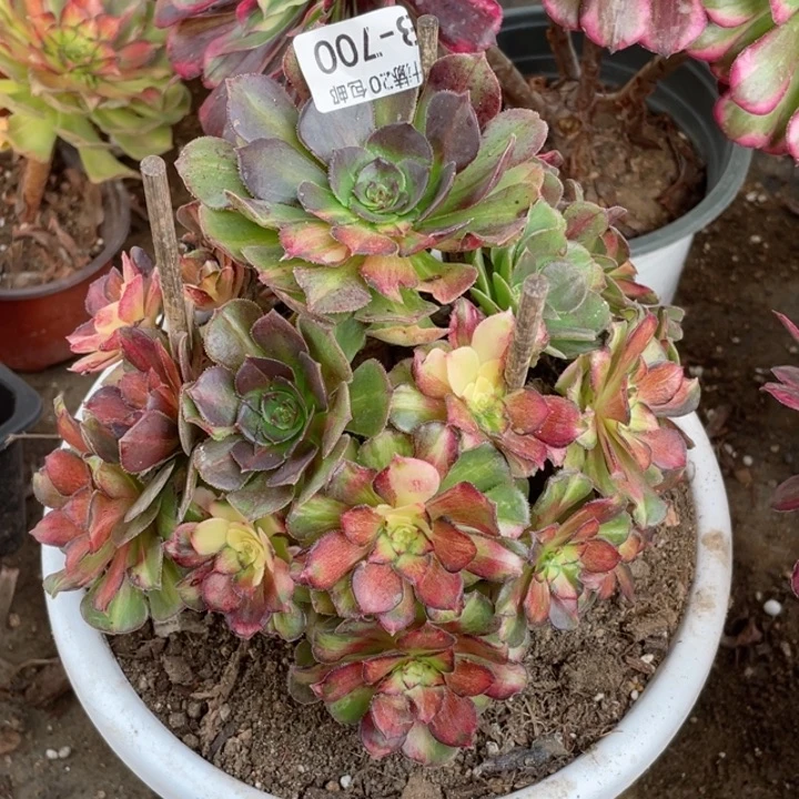 700龙鳞多肉123445789