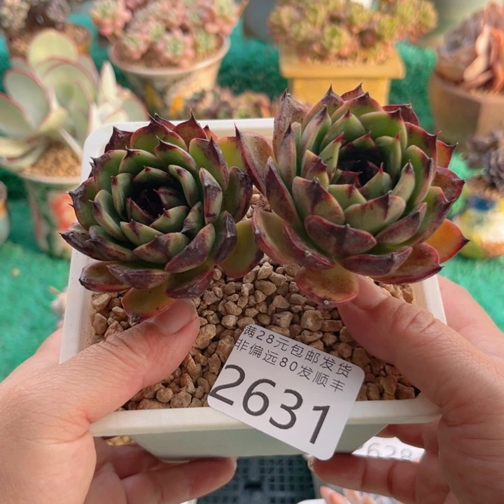 大2631（zvcbcvvbbb