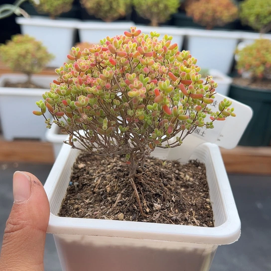 506号密橘糖球12.13多肉