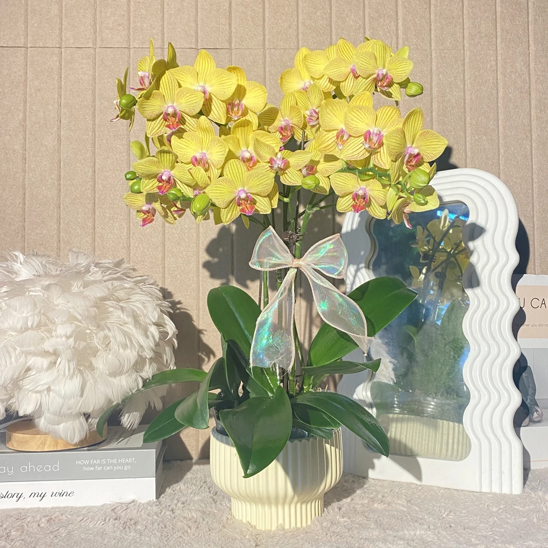 秘密花园  柿柿如意 蝴蝶兰 黄色系花瓣  卧室美观带花带花苞