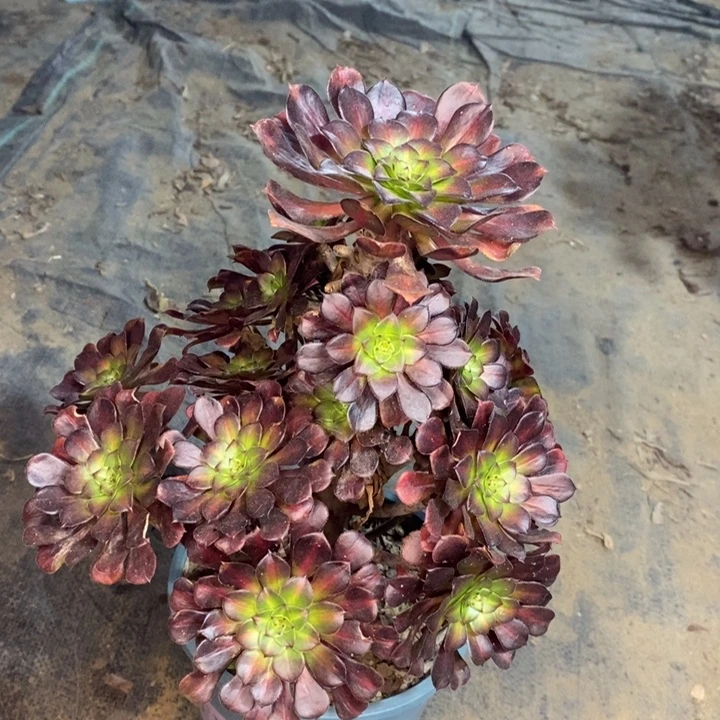 红桐白多肉植物46