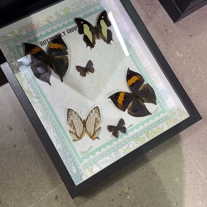 贵***行特价处理蝴蝶标本专拍