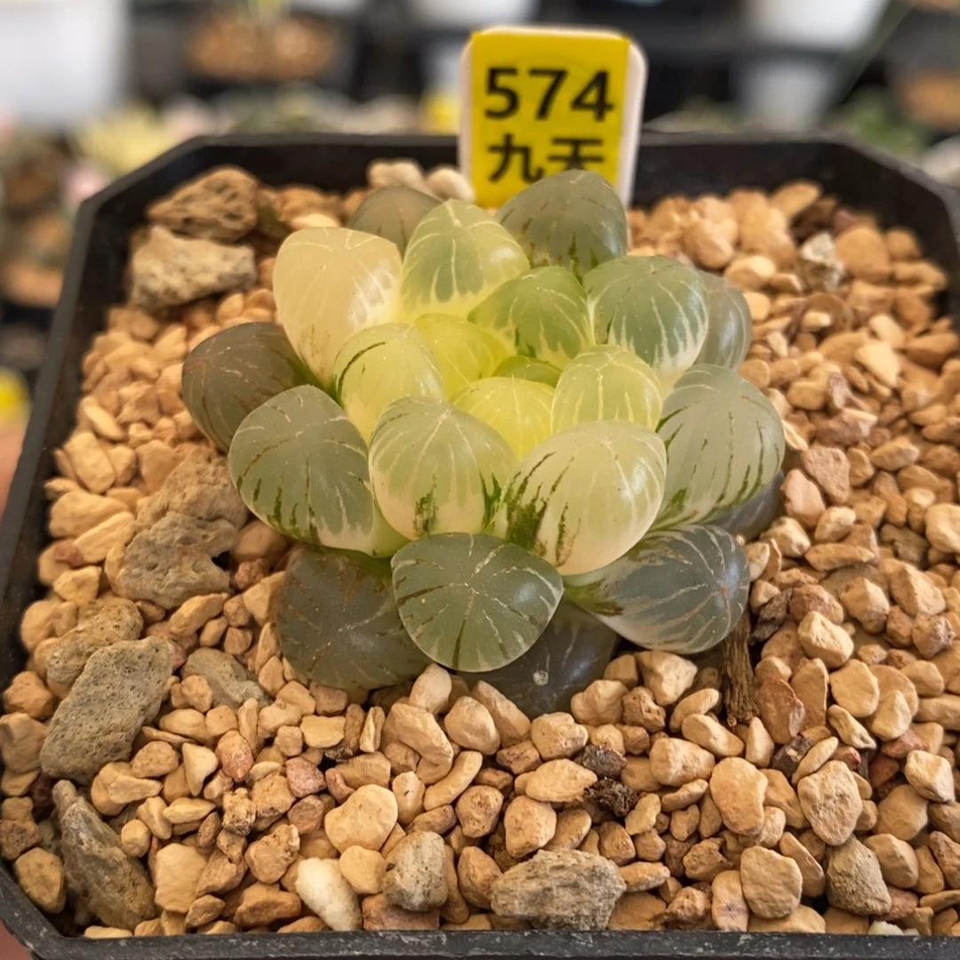 574号姬玉露锦带盆