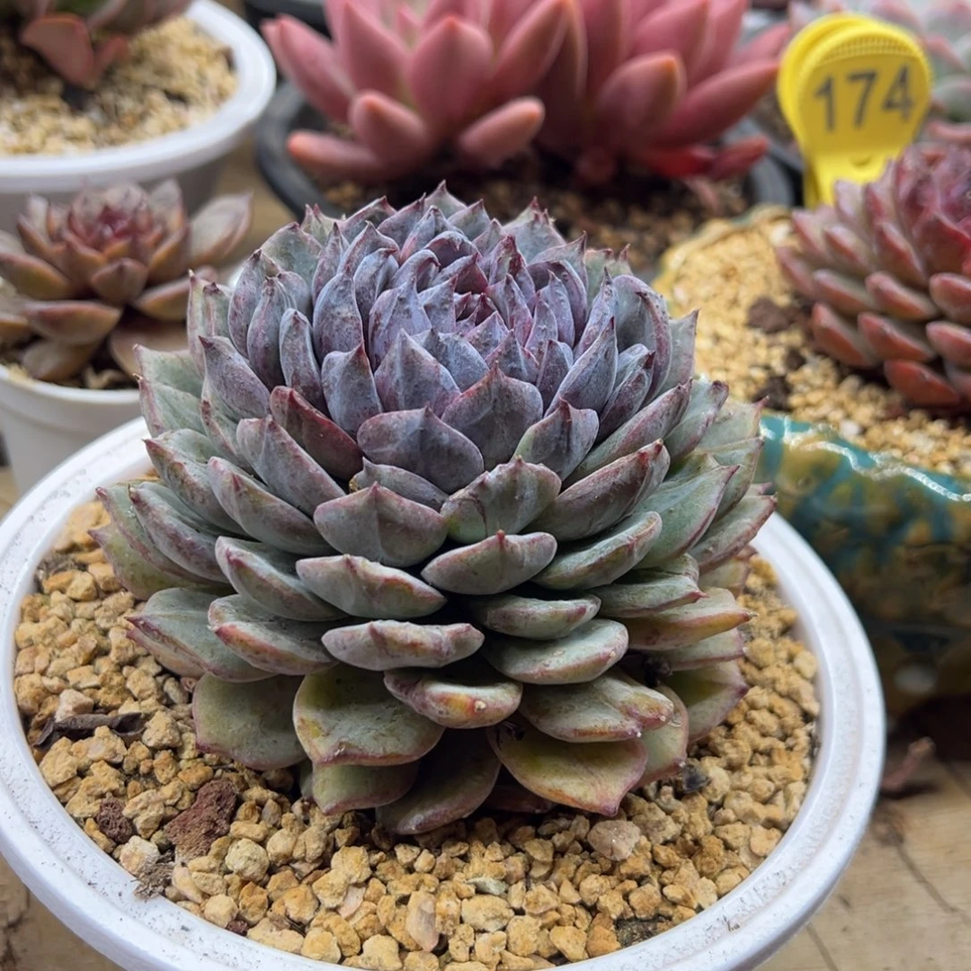 蓝色妖姬 石化 夏鸣园艺