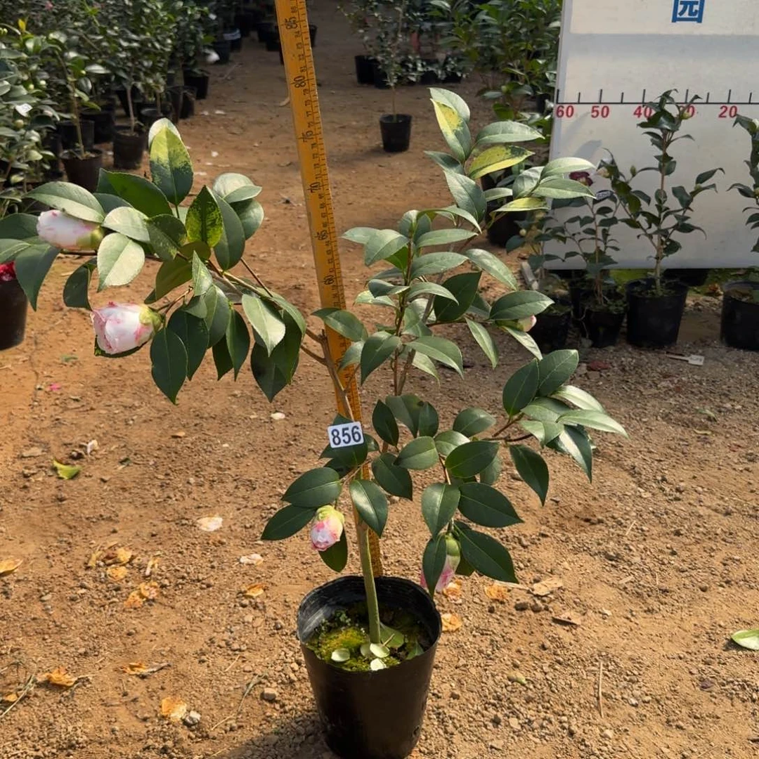 少量花朵（建议范围：2朵-5朵 或40%以下）856玉天使