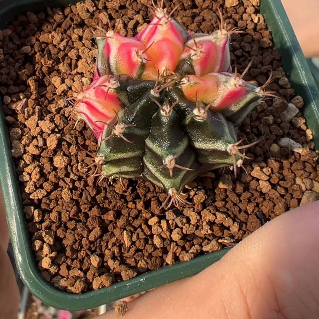 162 好看的米哈，冲冲冲