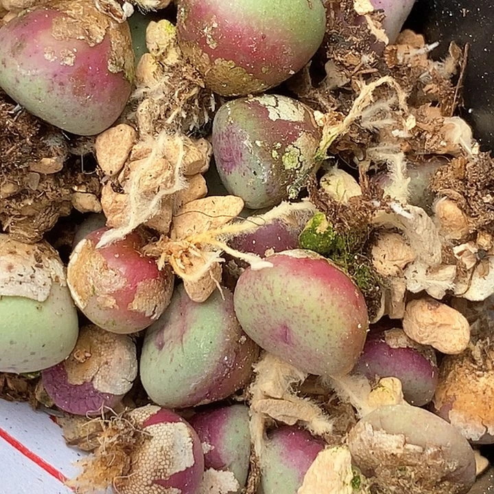 1526小红嘴一颗
