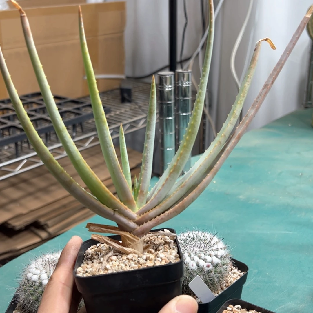 实生银穗芦荟  脱土发货多肉