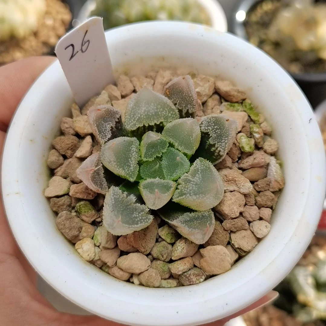 26号全窗白帝城一物一拍带盆土发货