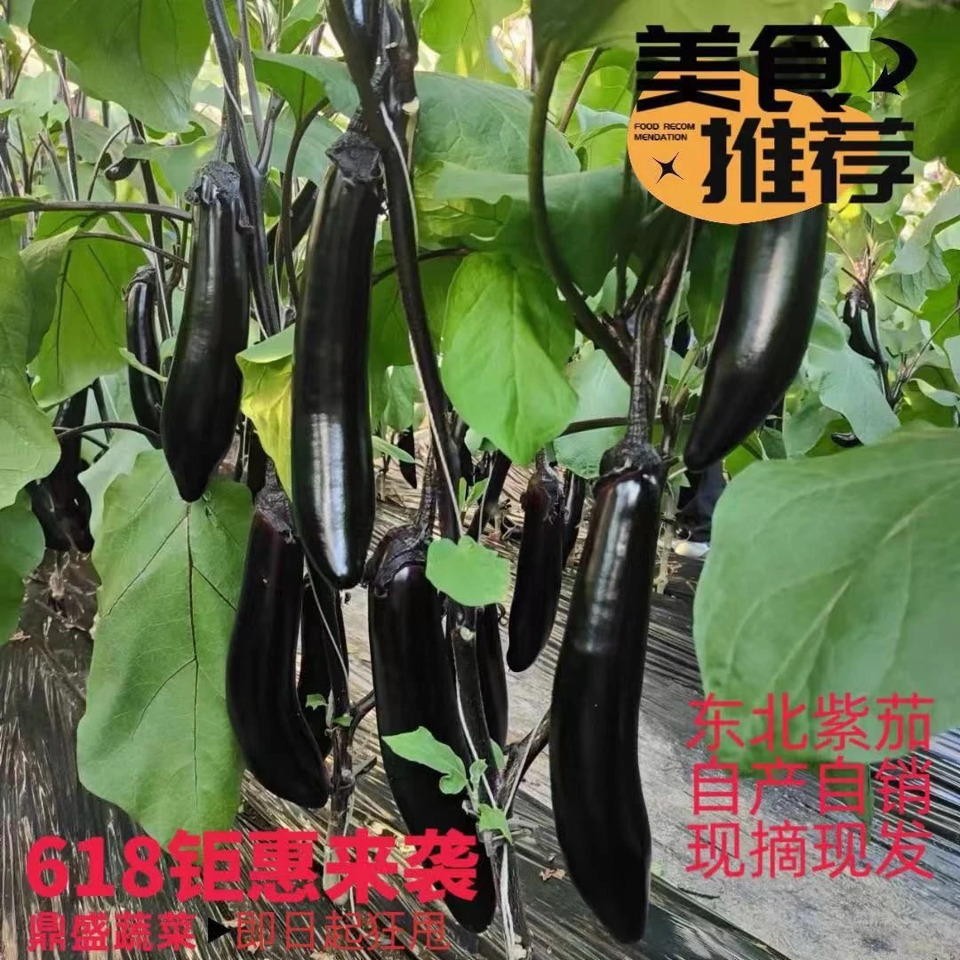 东北陆地种植紫裤紫茄子线茄子大茄子油茄子紫把茄子现摘现发