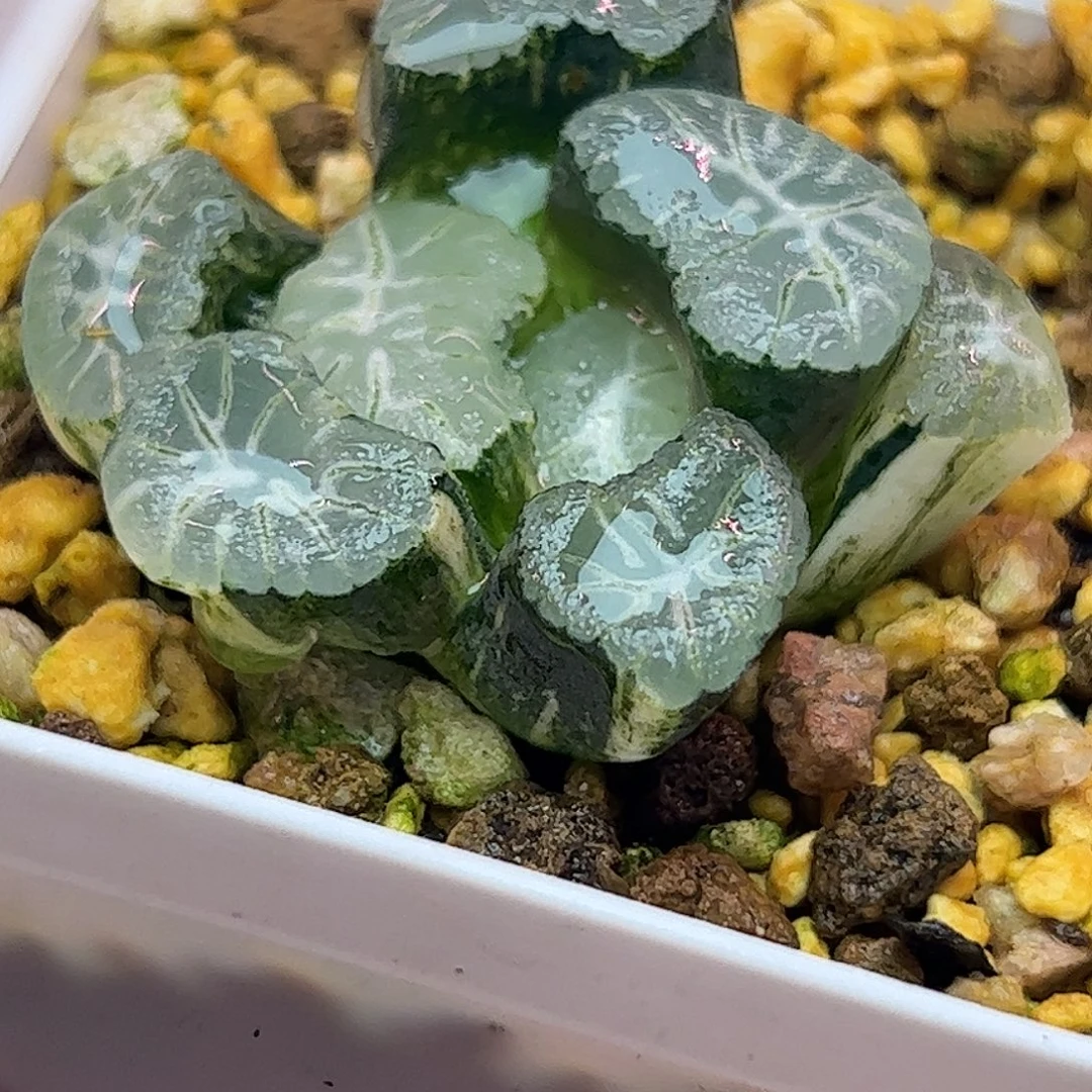 花玲锦十二卷多肉植物