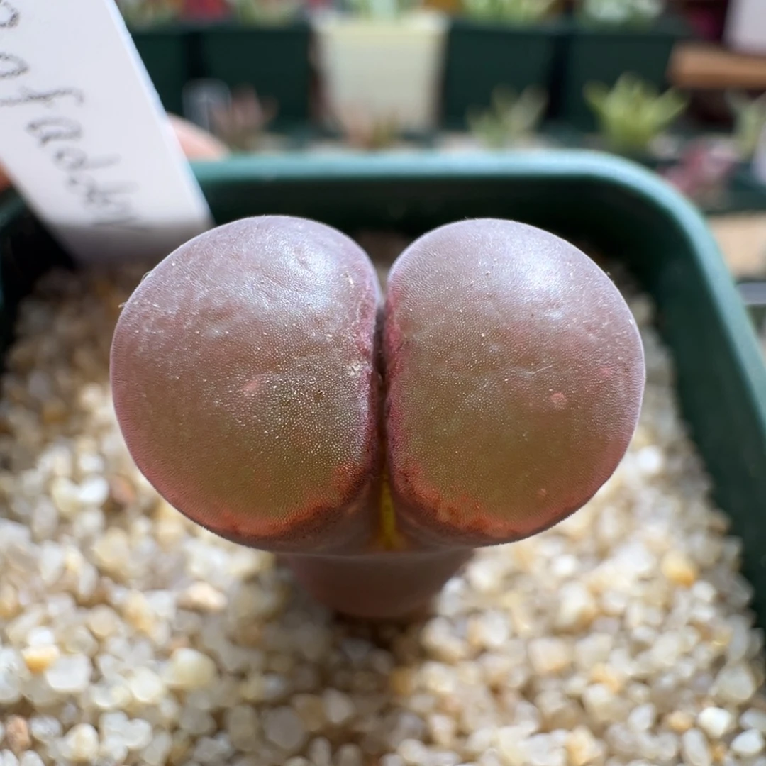 110优选pnsp四年半一颗