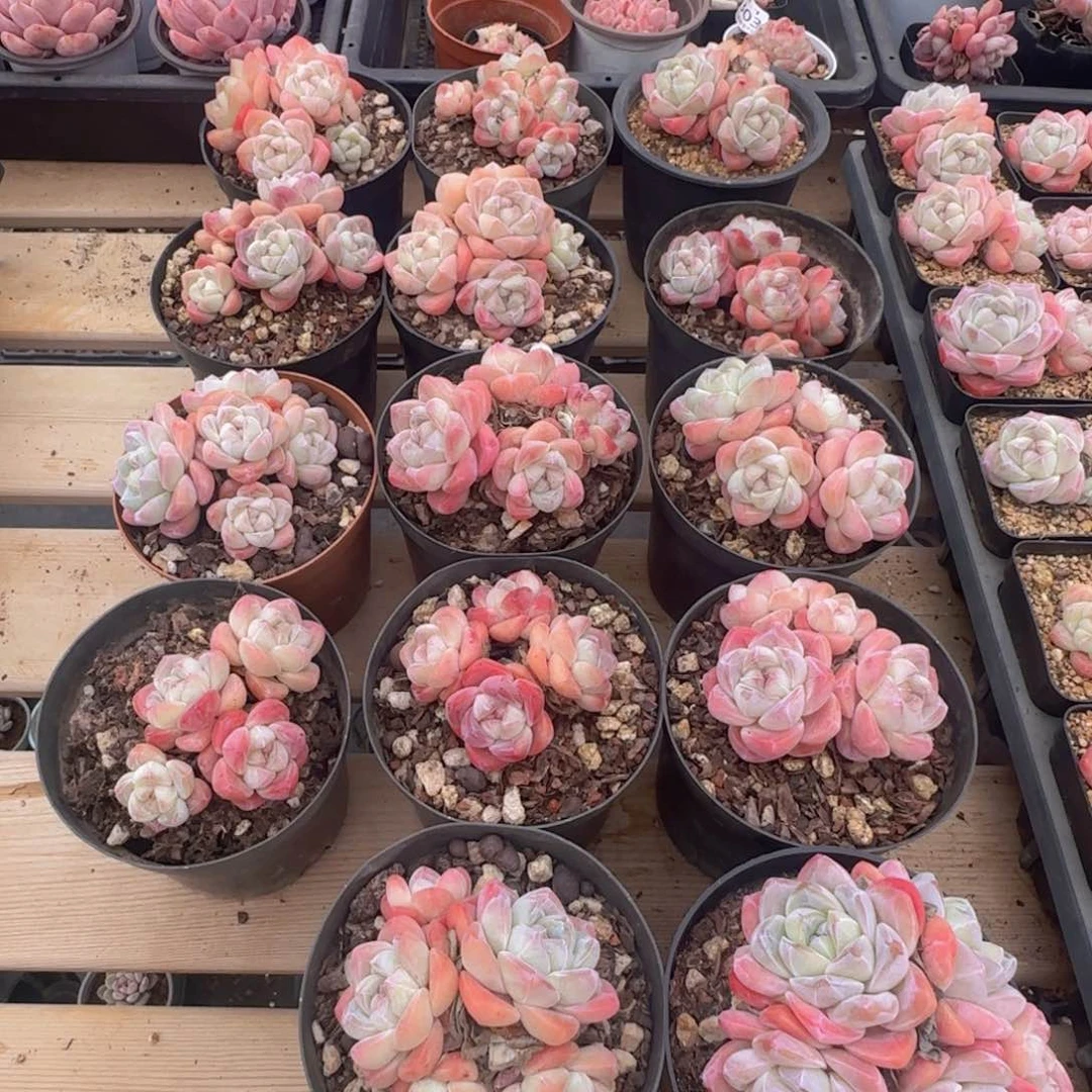 静冰玉群14颗脱土发货