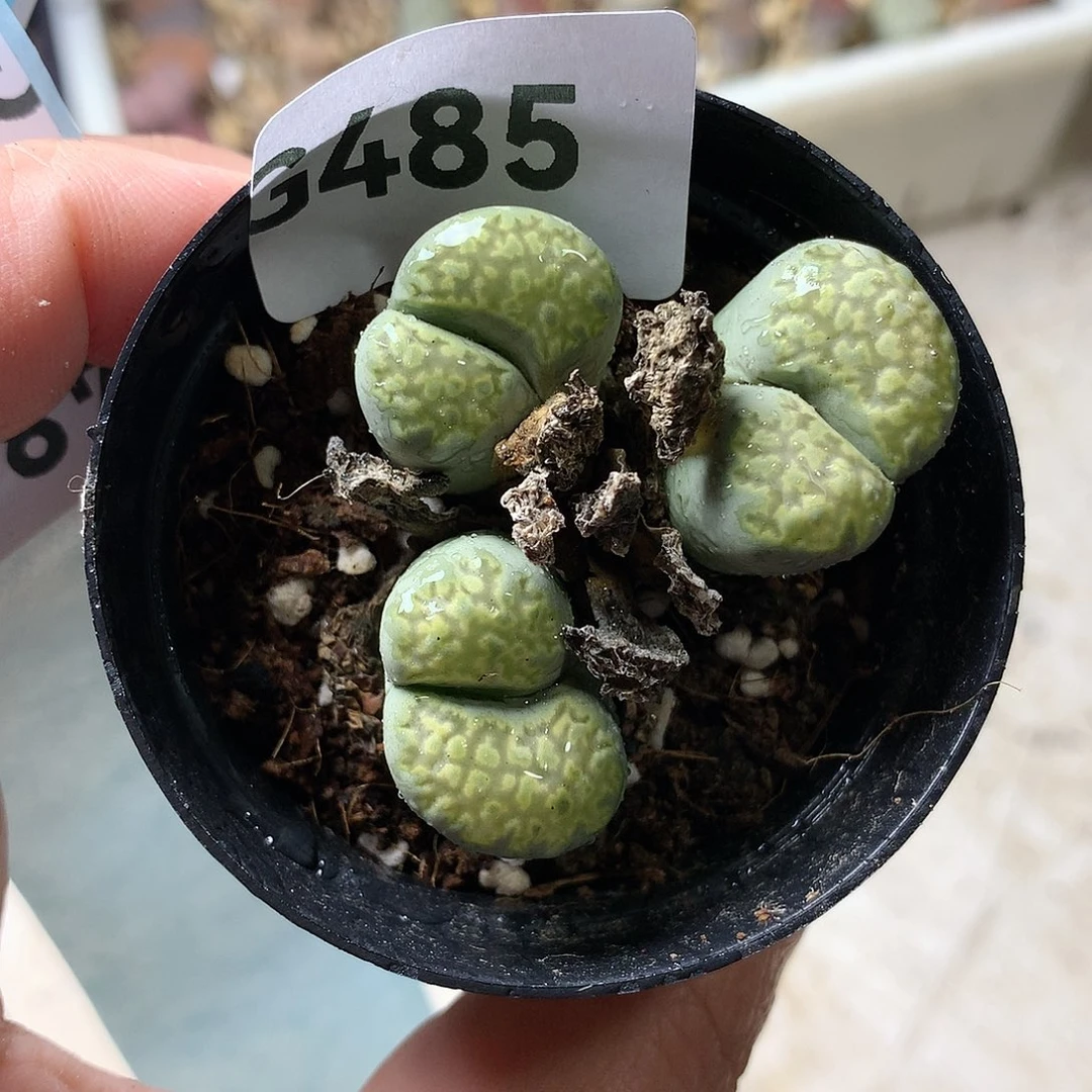 G485多肉植物保护