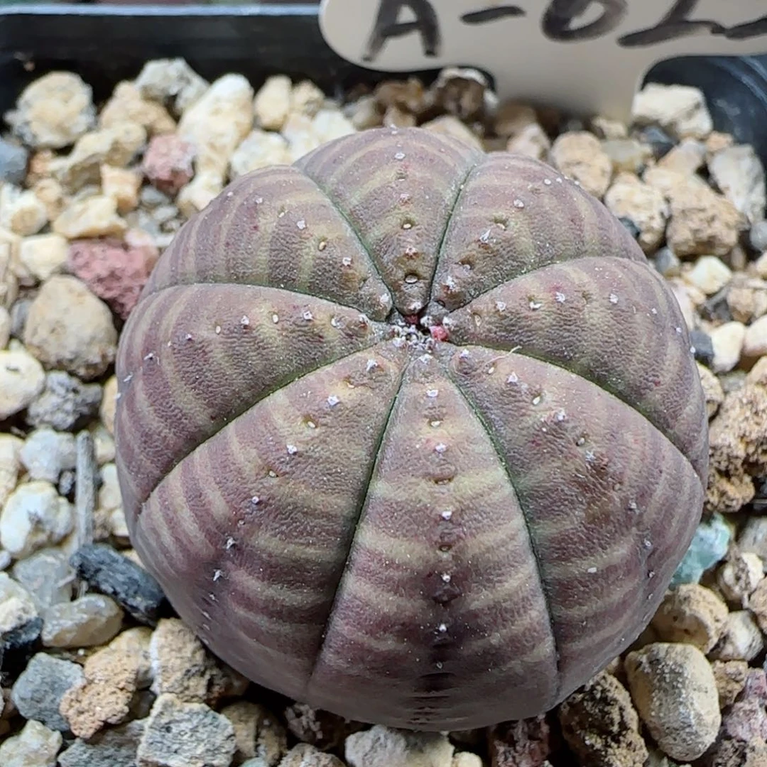 K*CA22实生欧布多肉00000