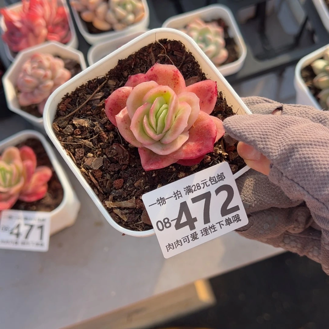 冰玫瑰多肉多肉多肉多肉