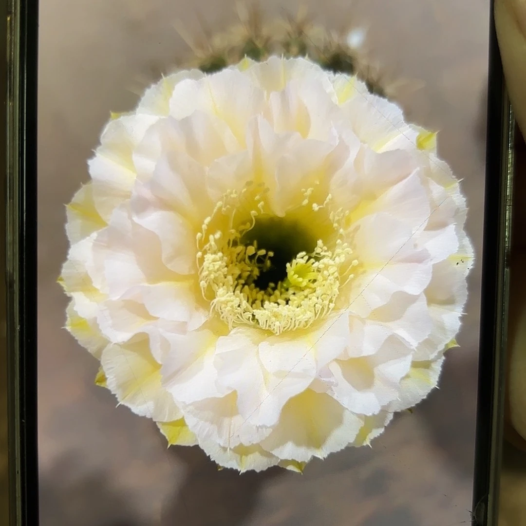 彩草蛋糕3公分侧牙气根