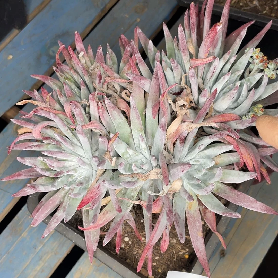 海瑟老桩多头7542