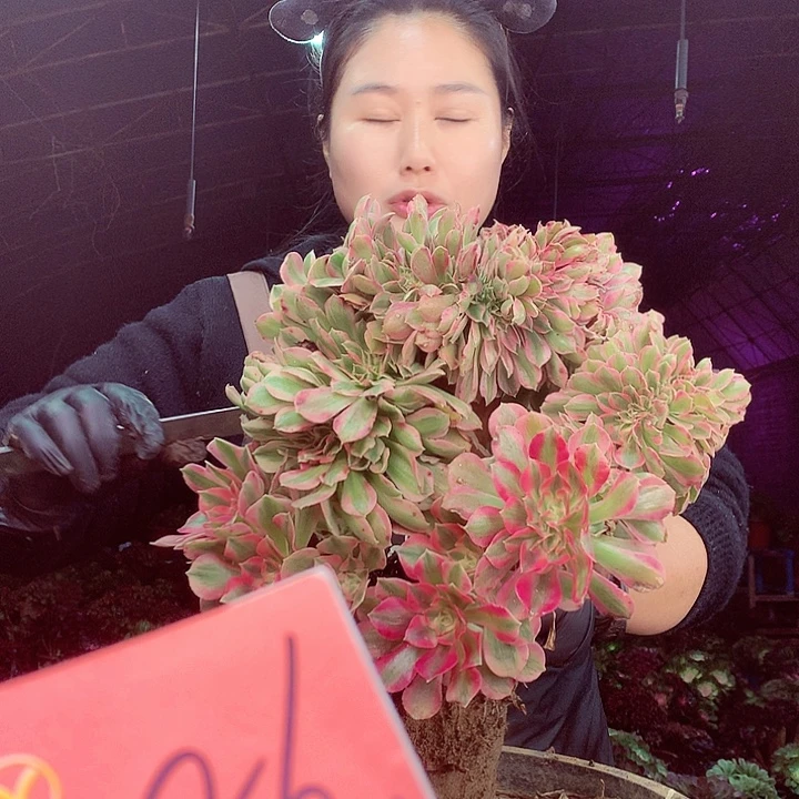 柒柒精品多肉脱土发货不包断侧枝186