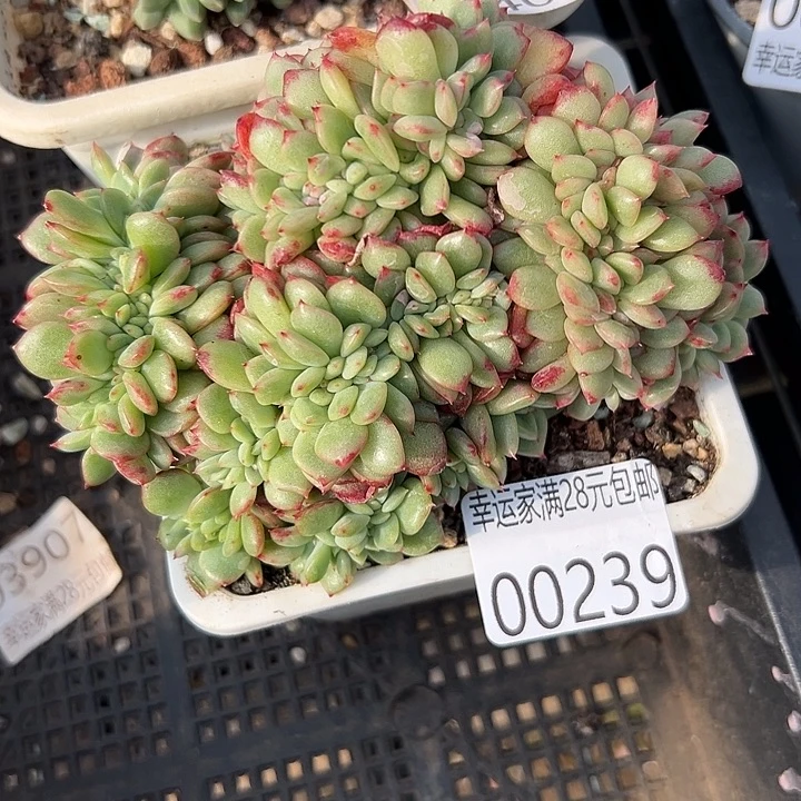 幸运的是我没有在学