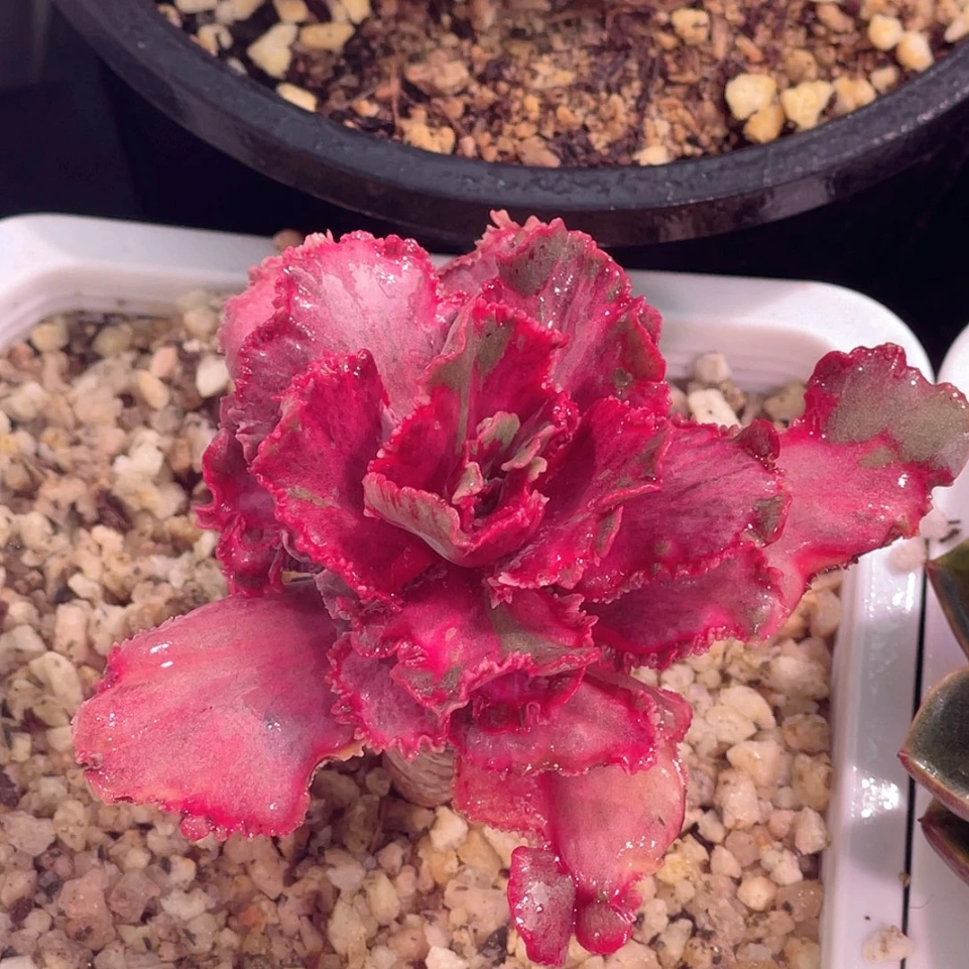 尚品园艺福利锦紫蕾丝老桩