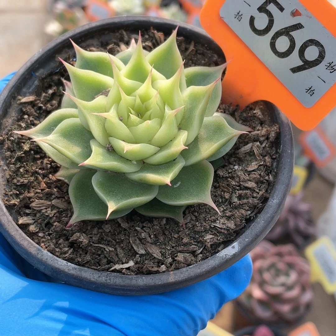 【闪购商品】无花朵569号