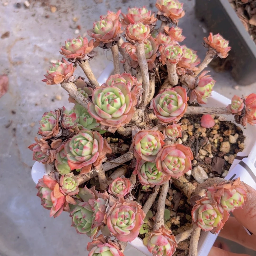 赛康达01271多肉植物