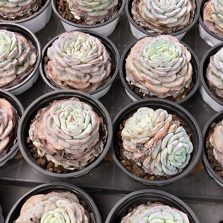 97。勃朗峰。小盆混发