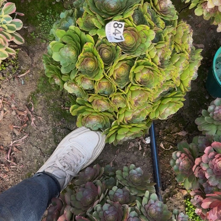 拉丝花27-30包邮花花