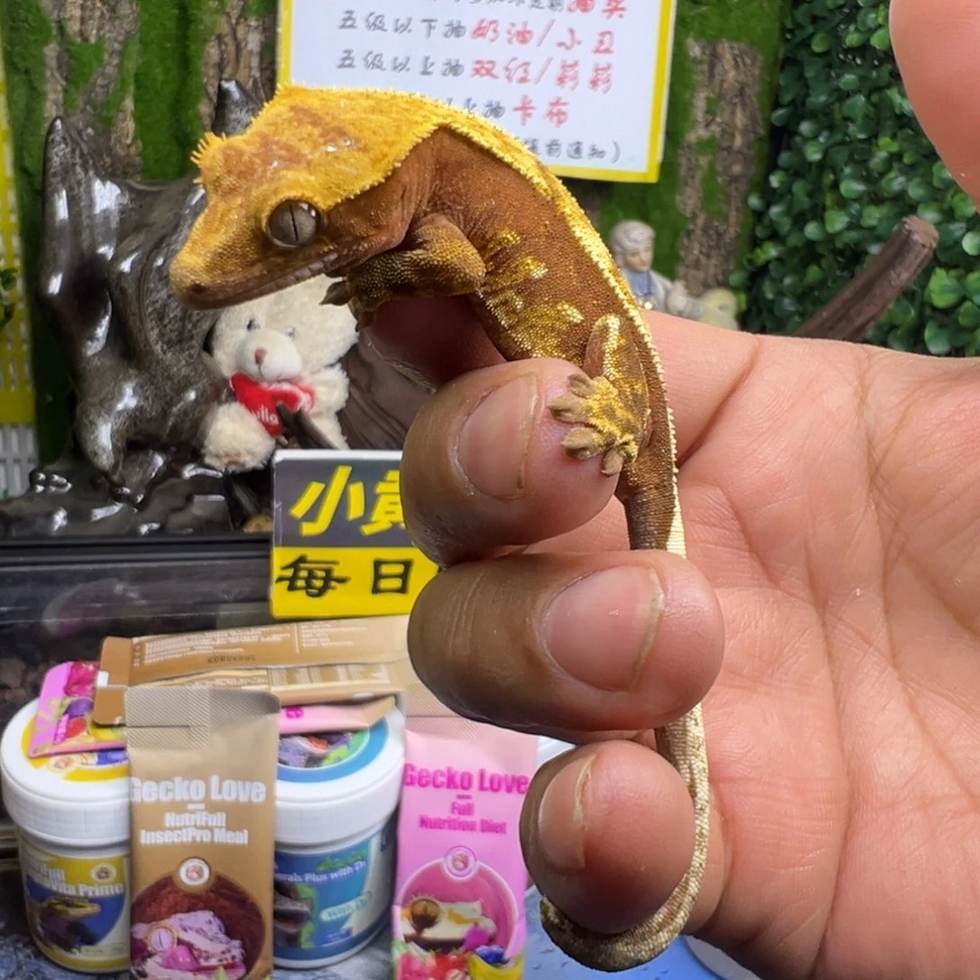 睫角守宫红底奶油