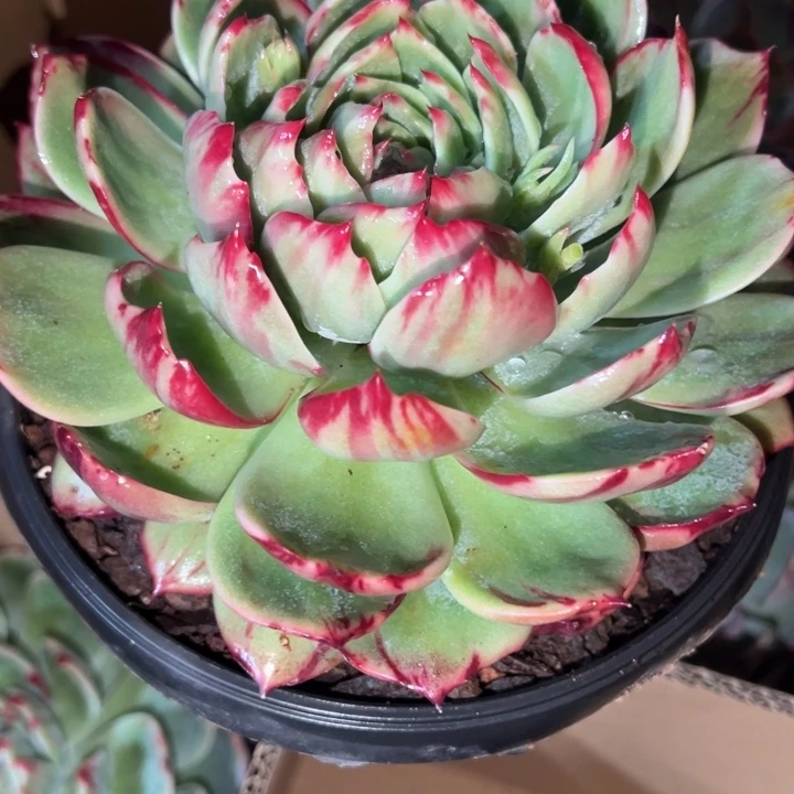 惊鸿仙子多肉植物