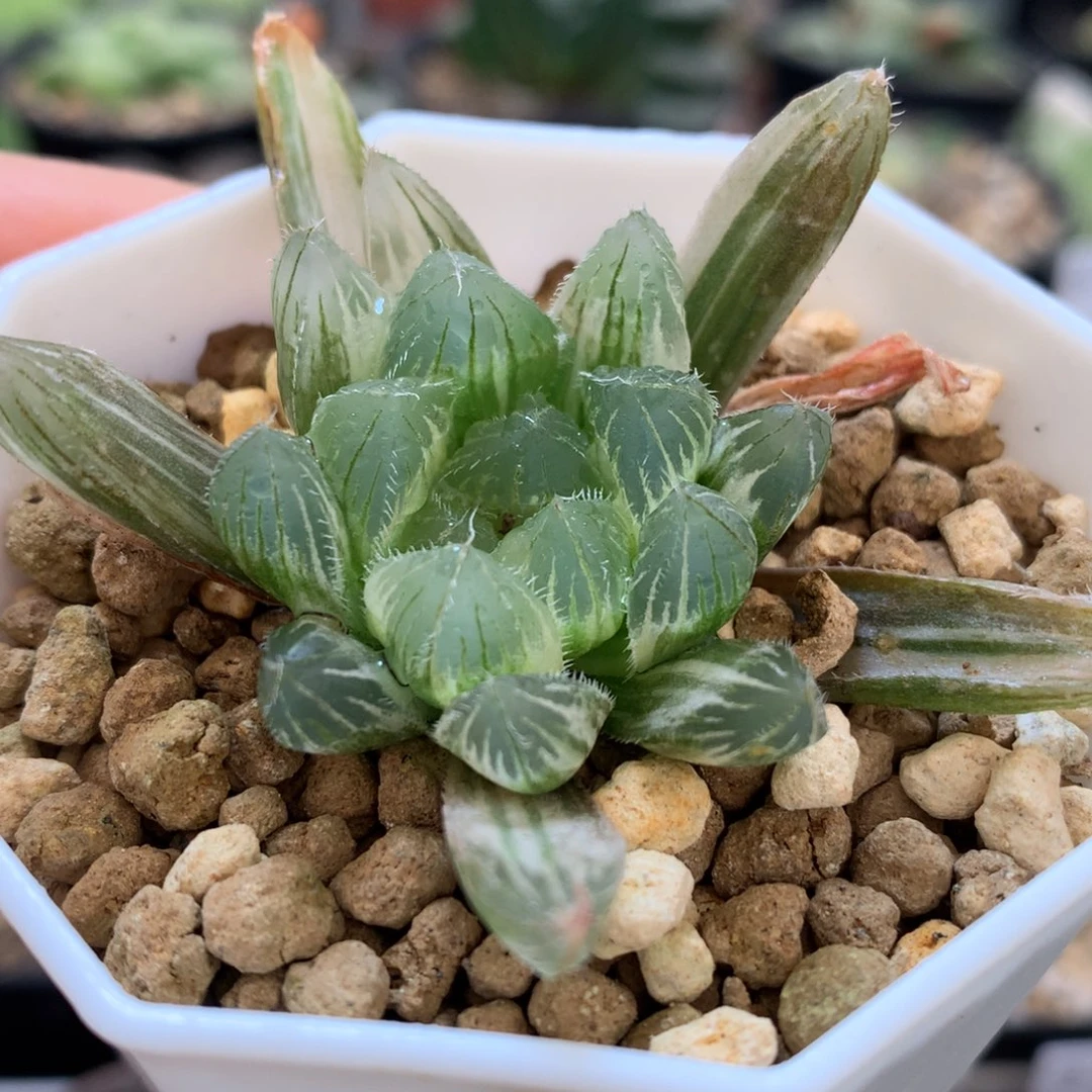 白赤线玉露锦，带盆