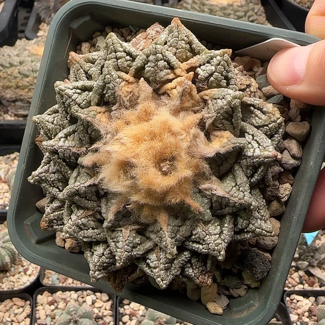 龟甲仙人球 11111111111111