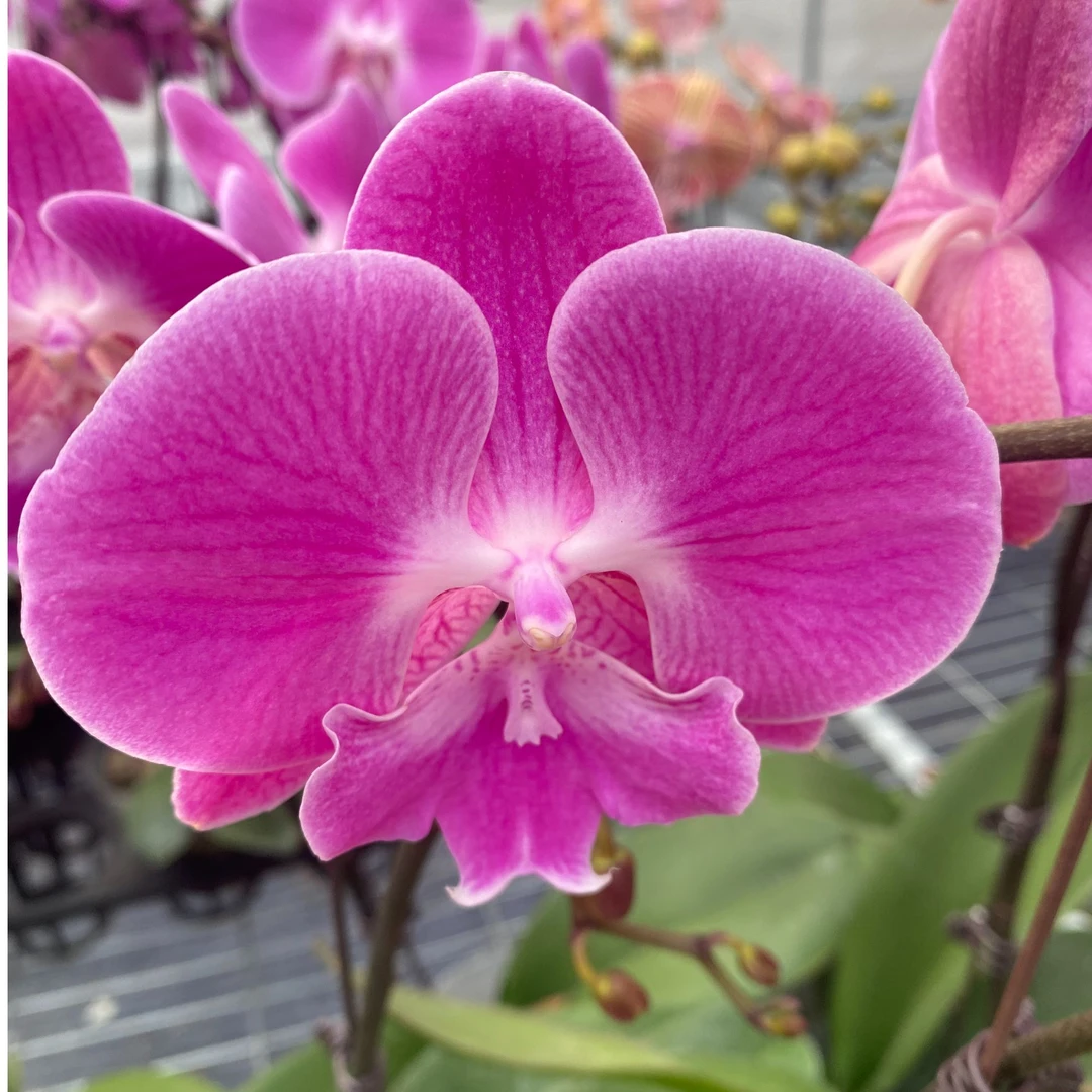 蝴蝶兰【爱琴海】 玫红色中等花型  带花发货 基地直发