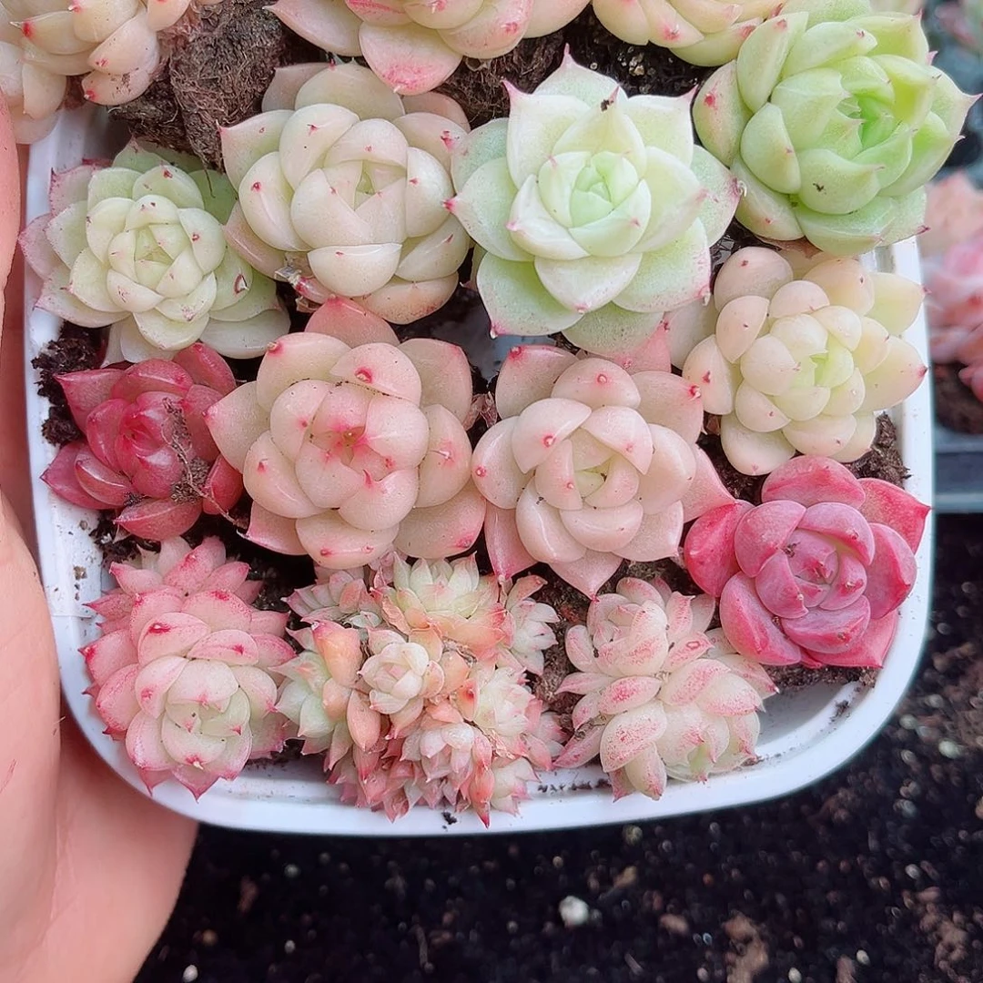 1-216 新疆西藏内蒙不发12.8包邮2-3公分多肉