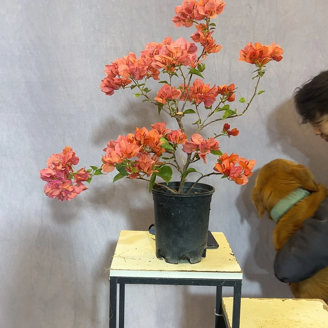 大量花朵（建议范围：8朵-15朵 或40%以上）不甜西瓜