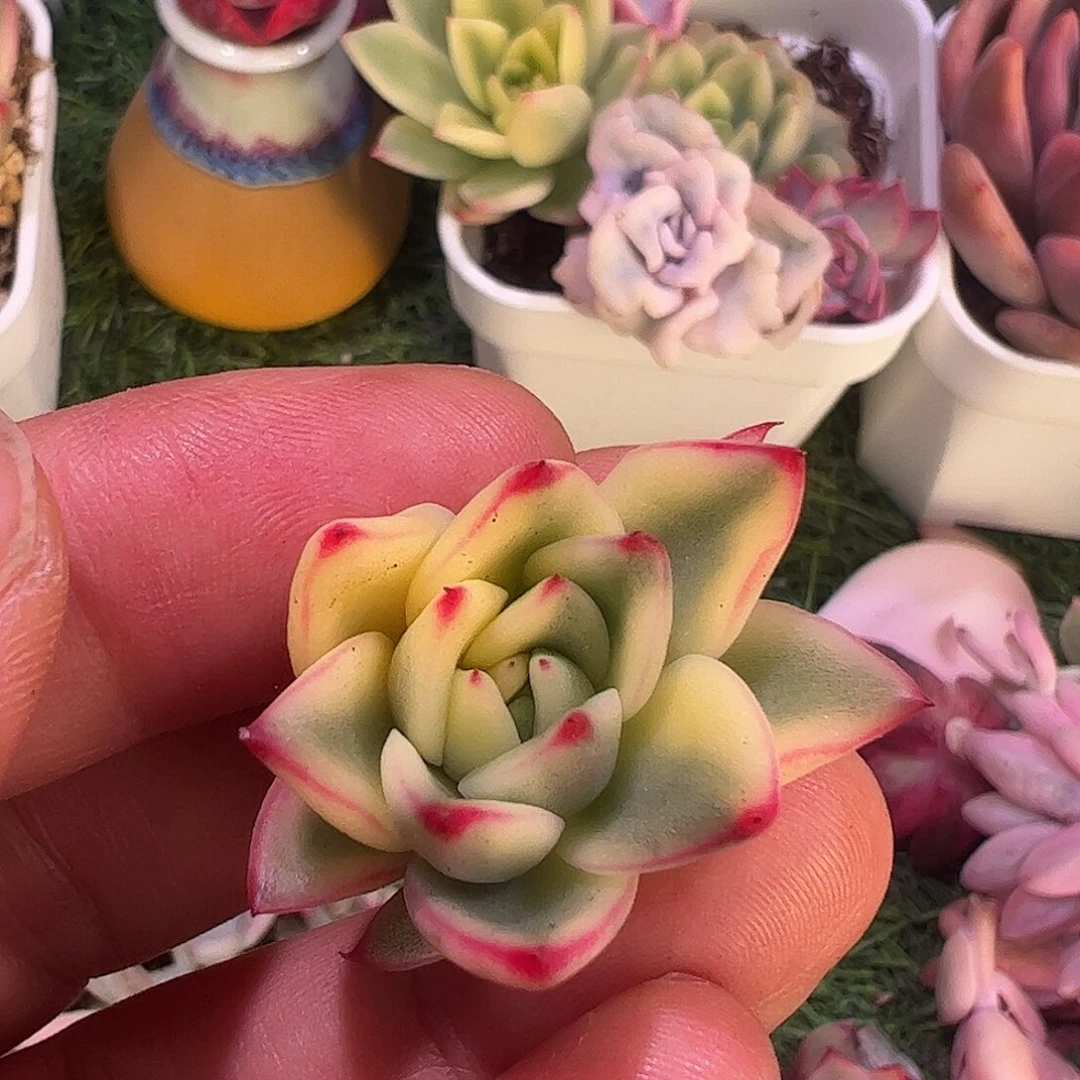 大***李多肉植物多肉植物